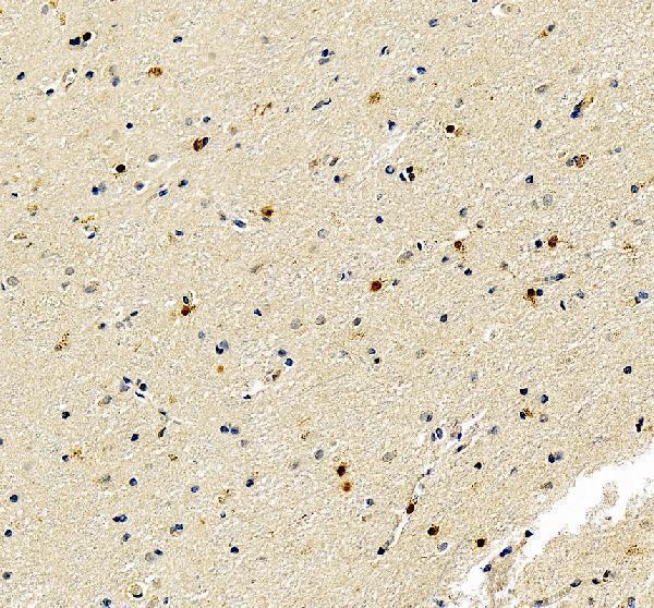 Anti-Fibroblast growth factor 2 FGF2 Antibody Picoband®