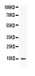 Anti-Interleukin-3 IL3 Antibody Picoband®