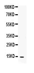 Anti-Interleukin-4 IL4 Antibody Picoband®