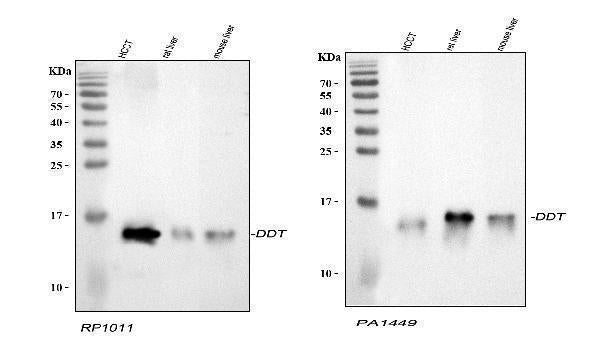Anti-D-dopachrome decarboxylase DDT Antibody Picoband®