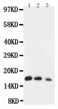 Anti-Interleukin-7 IL7 Antibody Picoband®