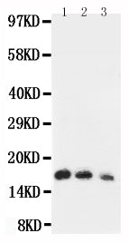 Anti-Interleukin-7 IL7 Antibody Picoband®