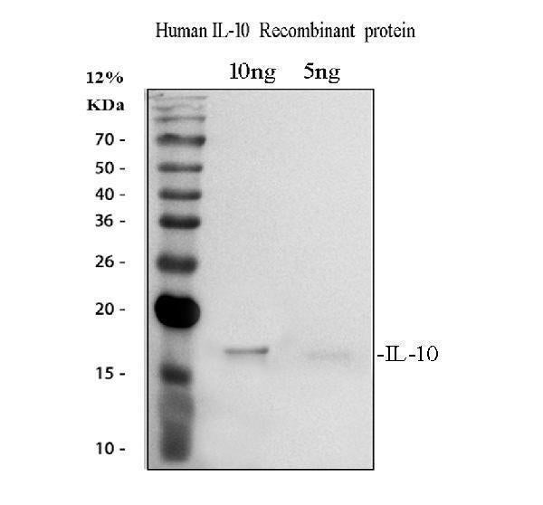 Anti-Interleukin-10 IL10 Antibody Picoband®