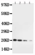Anti-Interleukin-10 IL10 Antibody Picoband®
