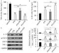 Anti-Interleukin-10 IL10 Antibody Picoband®