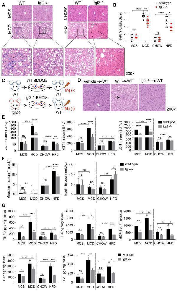 Anti-Interleukin-18 IL18 Antibody Picoband®