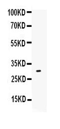 Anti-IL17/IL17A Antibody Picoband®