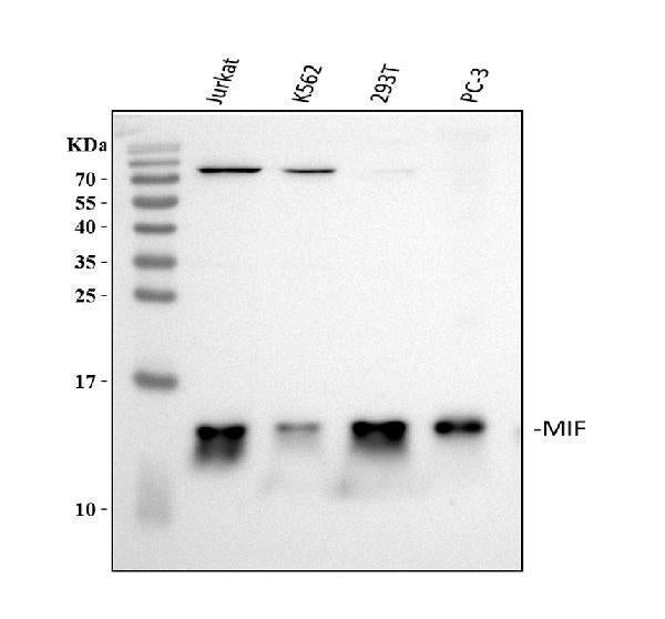 Anti-MIF Antibody Picoband®