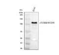Anti-CD30/TNFRSF8 Antibody Picoband®