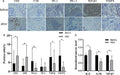 Anti-Forkhead box protein P3 FOXP3 Antibody