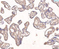 Anti-Angiopoietin 2/ANGPT2 Antibody