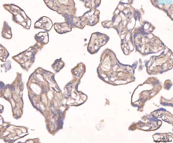 Anti-Angiopoietin 2/ANGPT2 Antibody