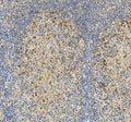 Anti-PD1/PDCD1 Antibody Picoband®