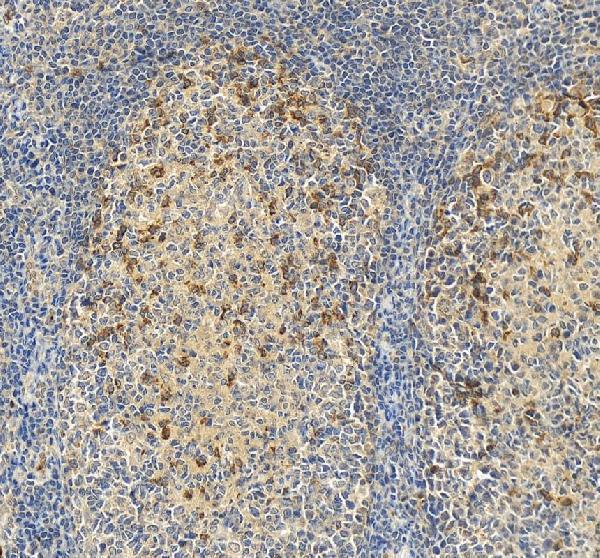 Anti-PD1/PDCD1 Antibody Picoband®