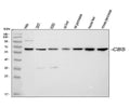 Anti-Cystathionine beta-synthase CBS Antibody Picoband®
