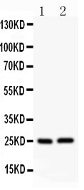 Anti-Claudin 2/CLDN2 Antibody Picoband®