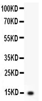 Anti-IL-3 antibody, RP1046, Western blotting
All lanes: Anti IL-3 (RP1046) at 0.5ug/ml
WB: Recombinant Rat IL-3 Protein 0.5ng
Predicted bind size: 15KD
Observed bind size: 15KD