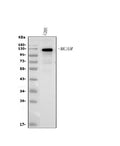 Anti-CD146/MCAM Antibody Picoband®