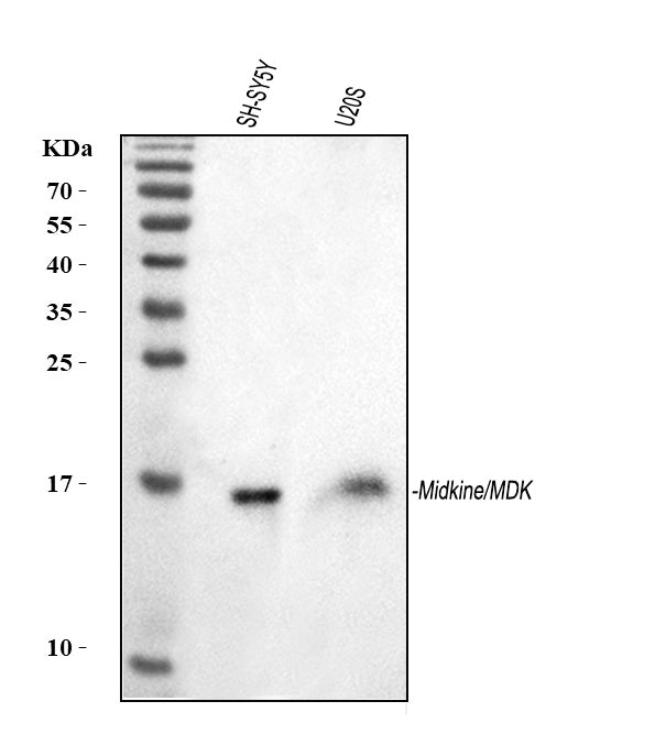 Anti-Midkine/MDK Antibody Picoband®