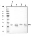Anti-Survivin/BIRC5 Antibody Picoband®