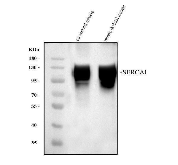 Anti-SERCA1 ATPase/ATP2A1 Antibody Picoband®