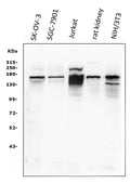 Anti-KAT13A/SRC1/NCOA1 Antibody Picoband®