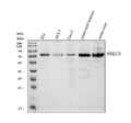 Anti-PKC delta/PRKCD Antibody Picoband®
