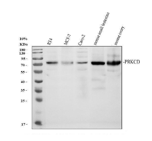 Anti-PKC delta/PRKCD Antibody Picoband®