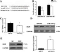 Anti-Hepatocyte growth factor HGF Antibody Picoband®