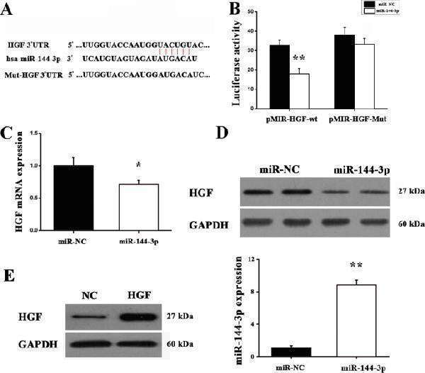 Anti-Hepatocyte growth factor HGF Antibody Picoband®