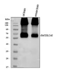 Anti-EAAT2/GLT-1/SLC1A2 Antibody Picoband®