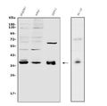 Anti-Transcription factor MafA MAFA Antibody Picoband®