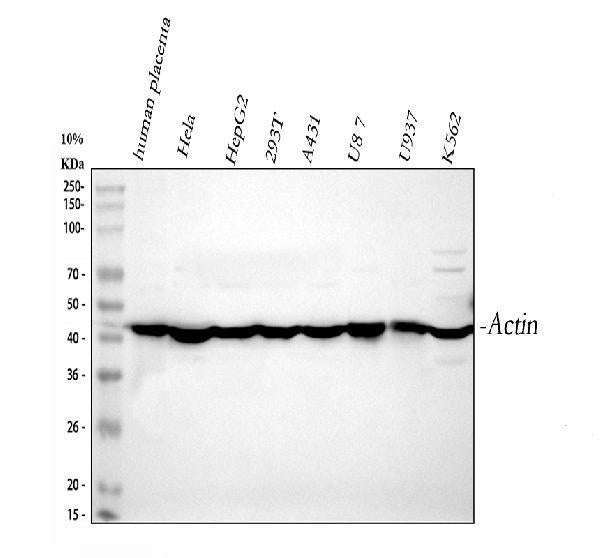 Anti-Actin/ACTA1 Antibody Picoband®