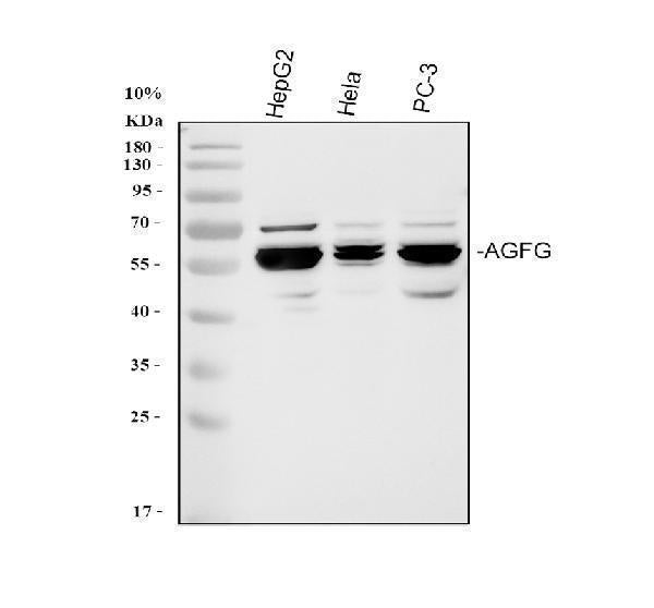 Anti-AGFG1 Antibody Picoband®