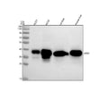 Anti-liver Arginase/ARG1 Antibody Picoband®