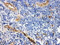 Anti-CD59 glycoprotein CD59 Antibody Picoband®