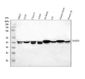 Anti-JNK2/MAPK9 Antibody Picoband®