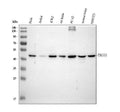Anti-TSG101 Antibody Picoband®
