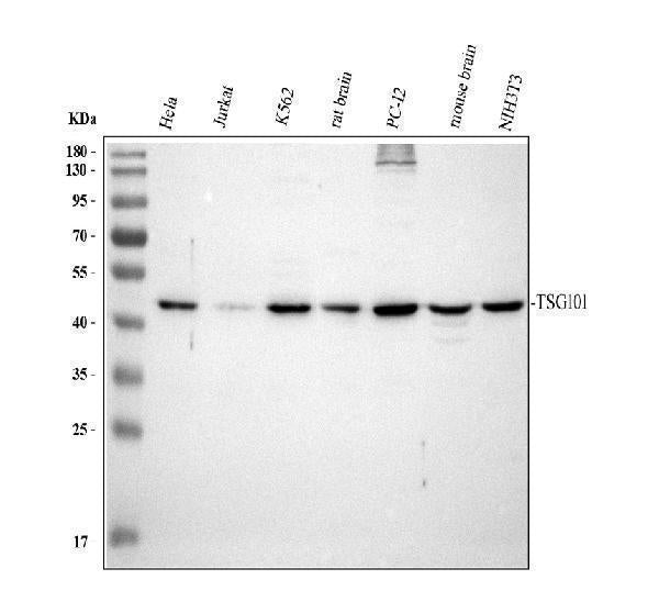 Anti-TSG101 Antibody Picoband®