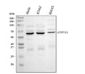 Anti-CYP7A1 Antibody Picoband®
