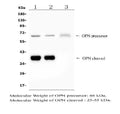 Anti-Osteopontin/SPP1 Antibody Picoband®