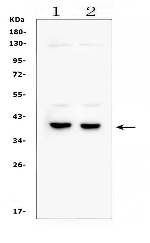 Anti-DMRT1 Antibody Picoband®