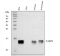 Anti-FABP4 Antibody Picoband®