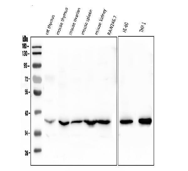Anti-Fos B/FOSB Antibody Picoband®