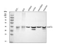 Anti-Protein Wnt-7a Wnt7a Antibody Picoband®