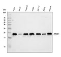 Anti-NM23A/NME1 Antibody Picoband®