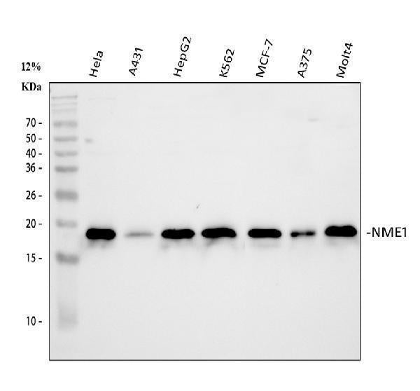 Anti-NM23A/NME1 Antibody Picoband®