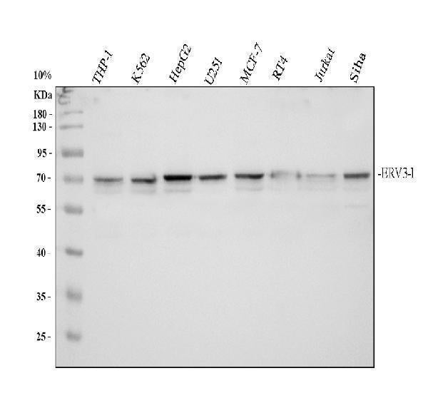Anti-ERV31/ERV3-1 Antibody Picoband®