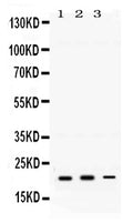 Anti-GTPase HRAS Antibody Picoband®