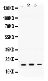 Anti-GTPase HRAS Antibody Picoband®